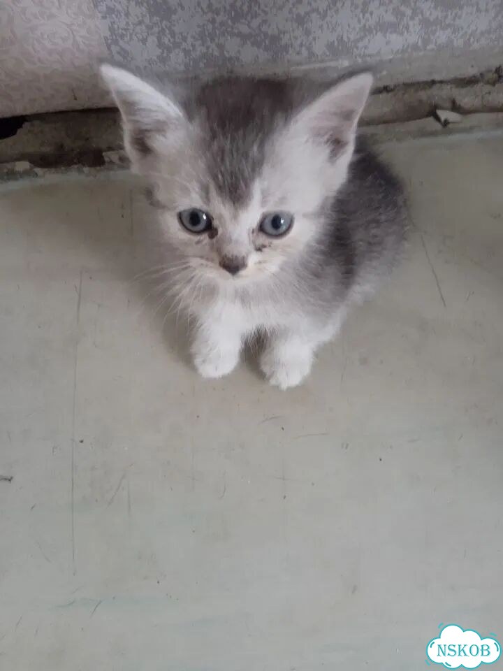 Британский короткошёрстный котёнок фото 1
