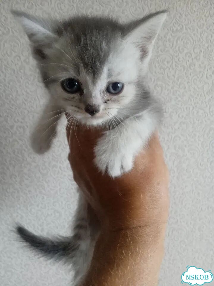 Британский короткошёрстный котёнок фото 3
