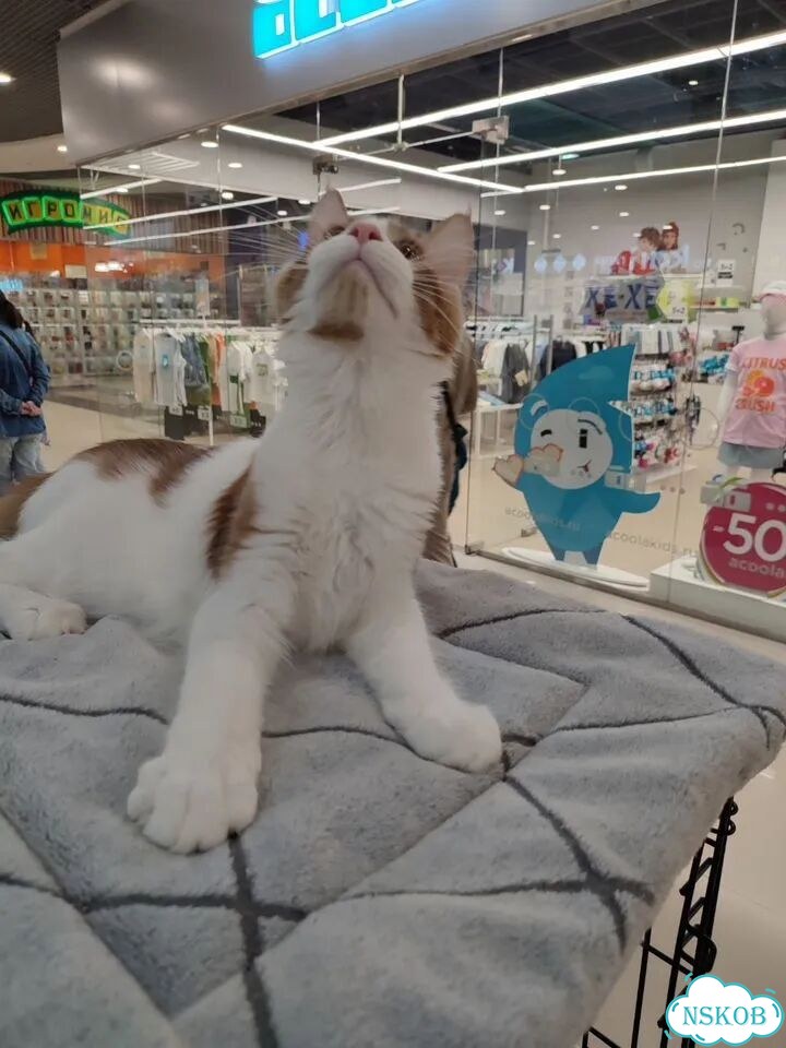 Мейн-кун котёнок фото 4