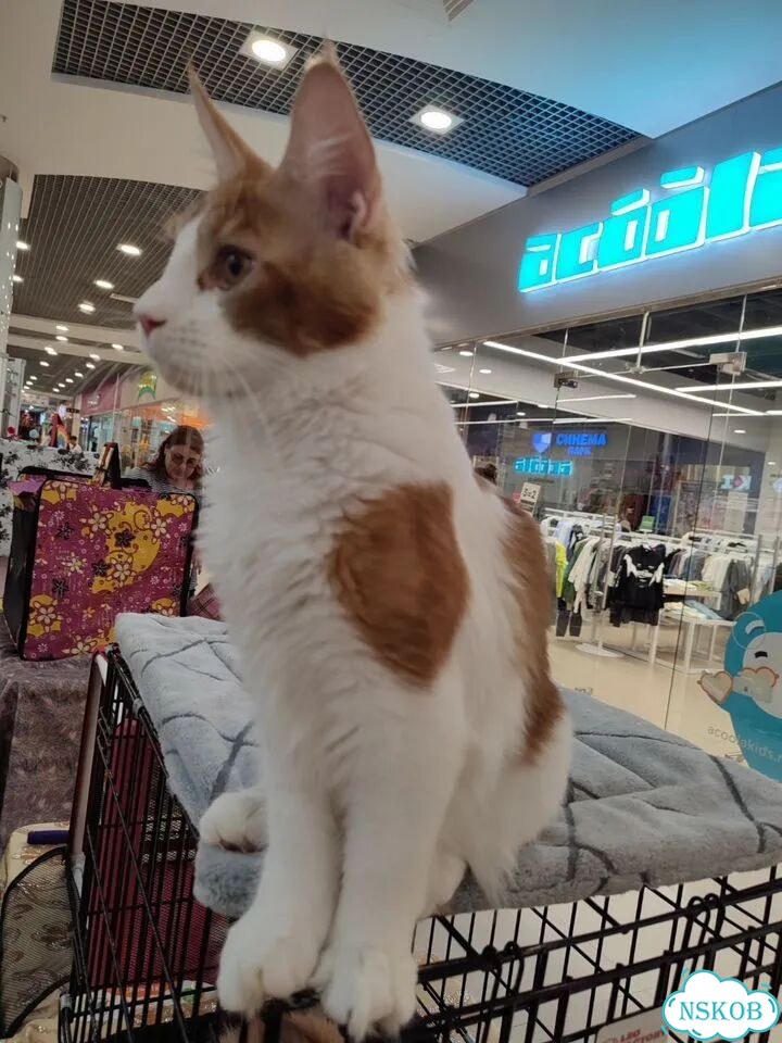 Мейн-кун котёнок фото 5