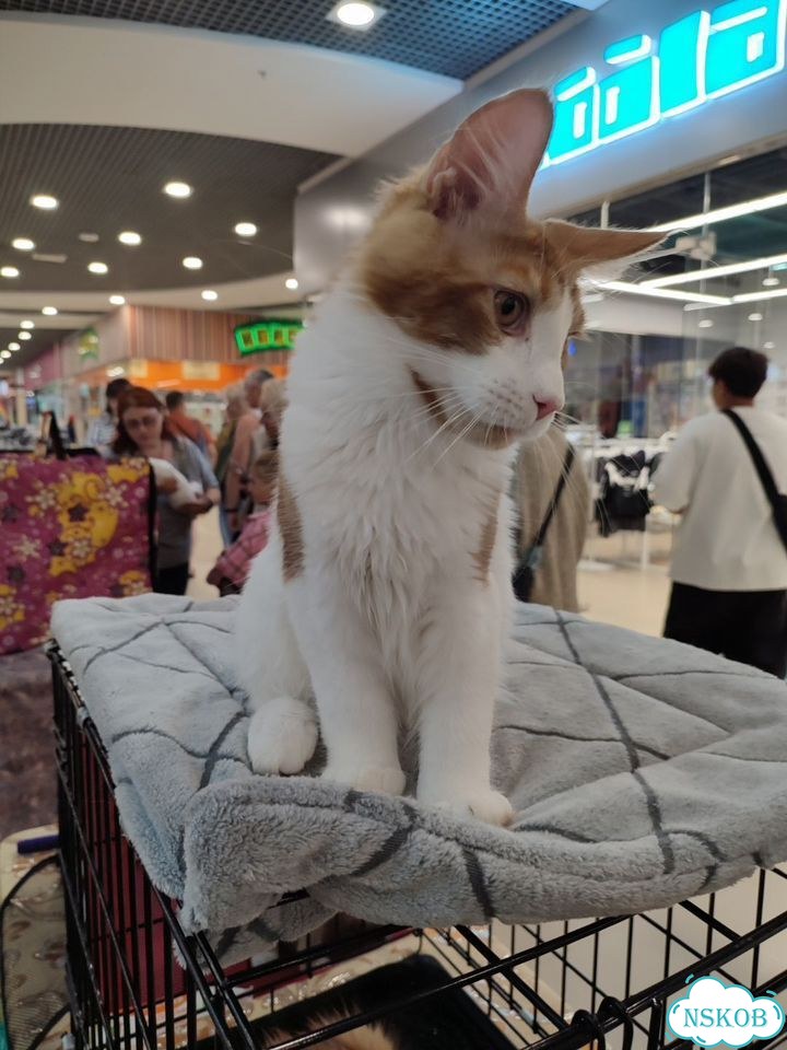 Мейн-кун котёнок фото 8