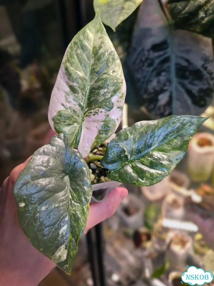 Клубни Алоказии Reginae Albo Pink фото 1