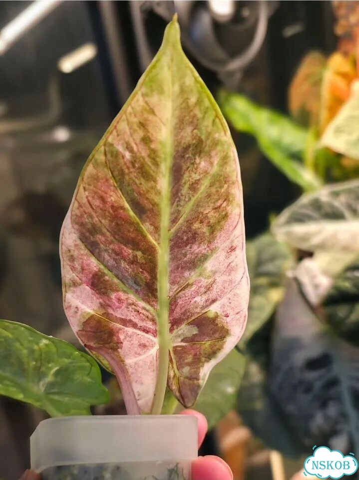 Клубни Алоказии Reginae Albo Pink фото 2