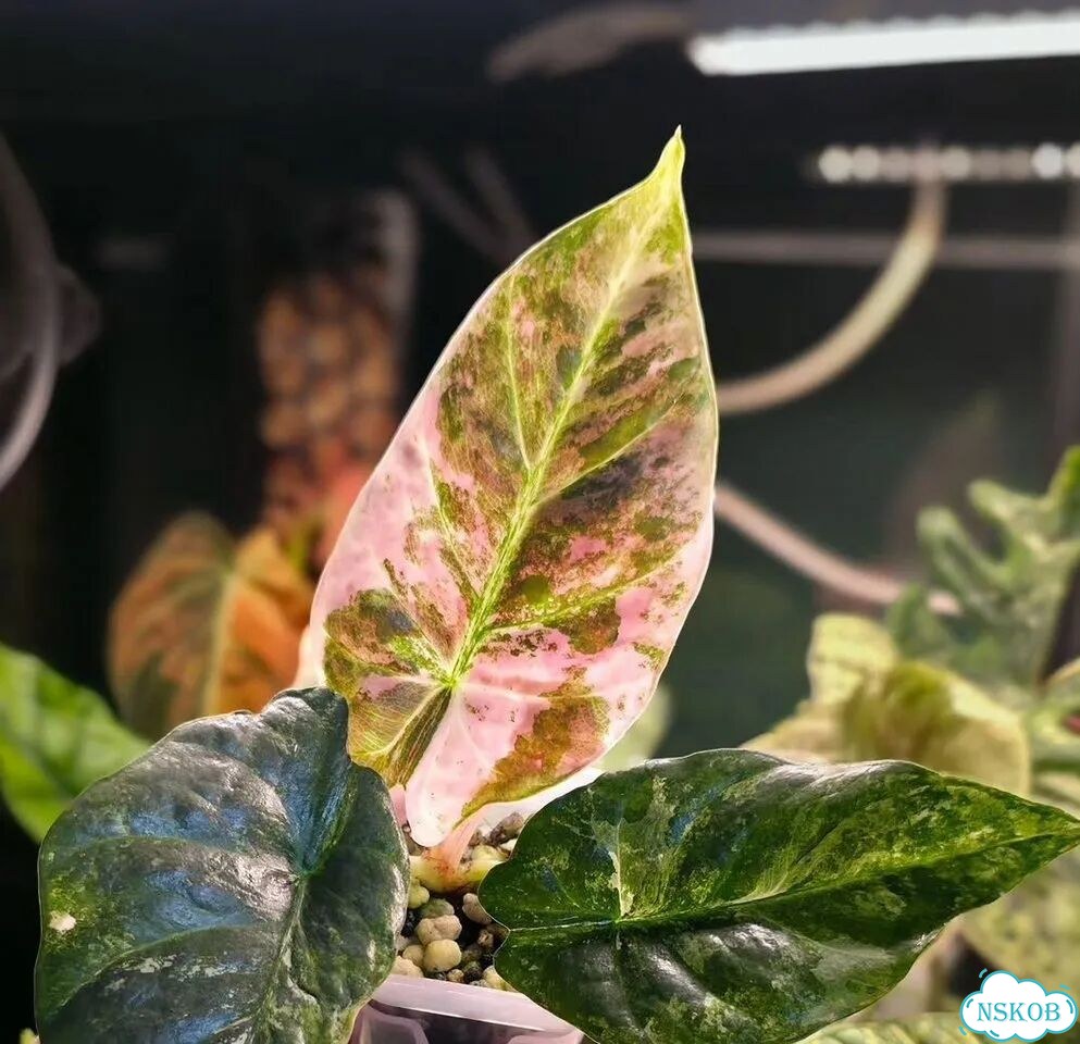 Клубни Алоказии Reginae Albo Pink фото 3