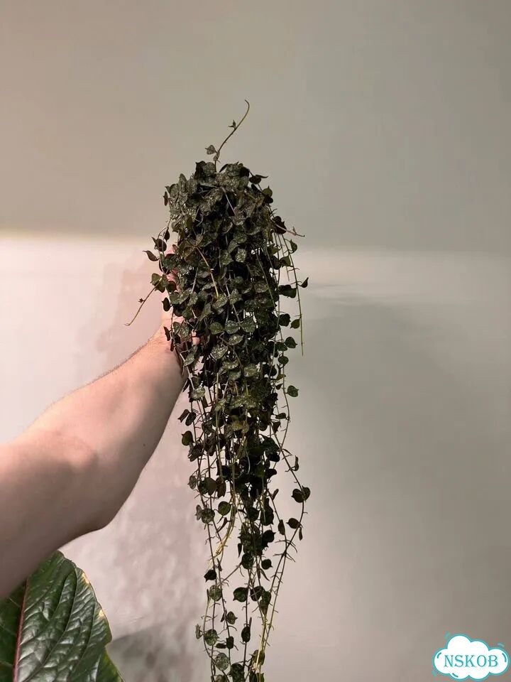 Хойя куртиси фото 2