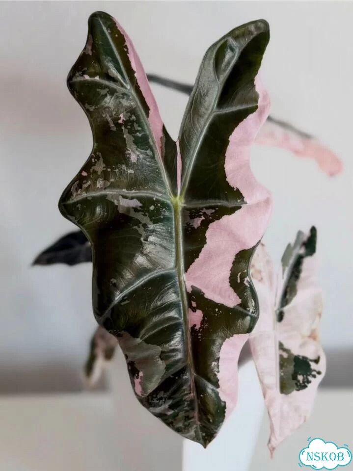 Клубни Алоказии Pseudosanderiana Pink фото 1
