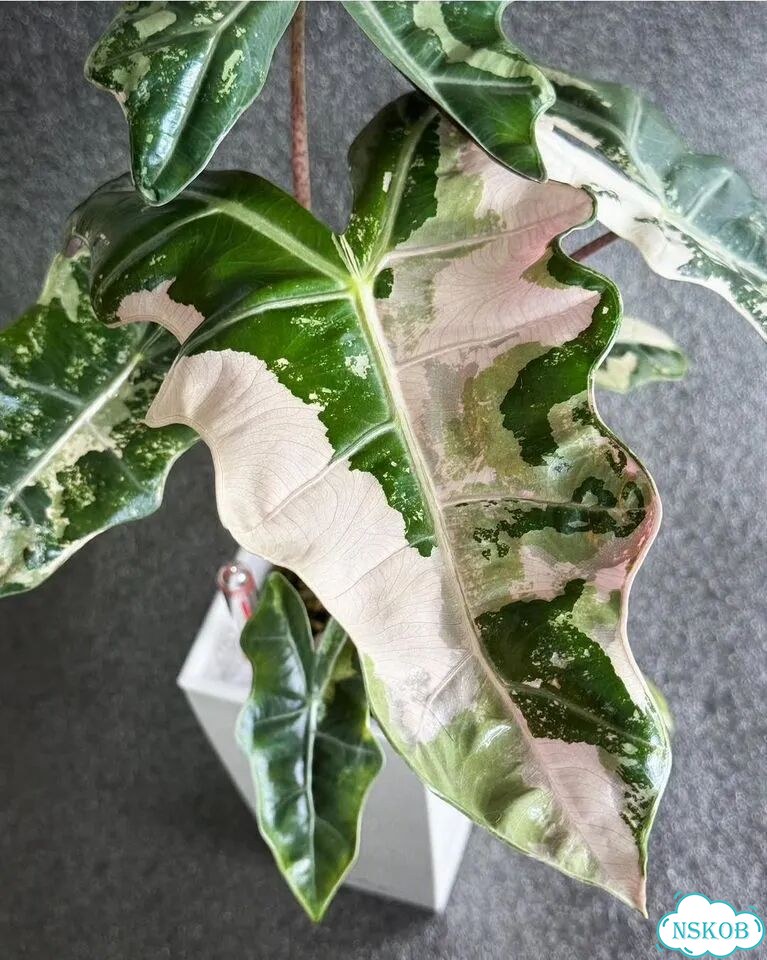 Клубни Алоказии Pseudosanderiana Pink фото 2