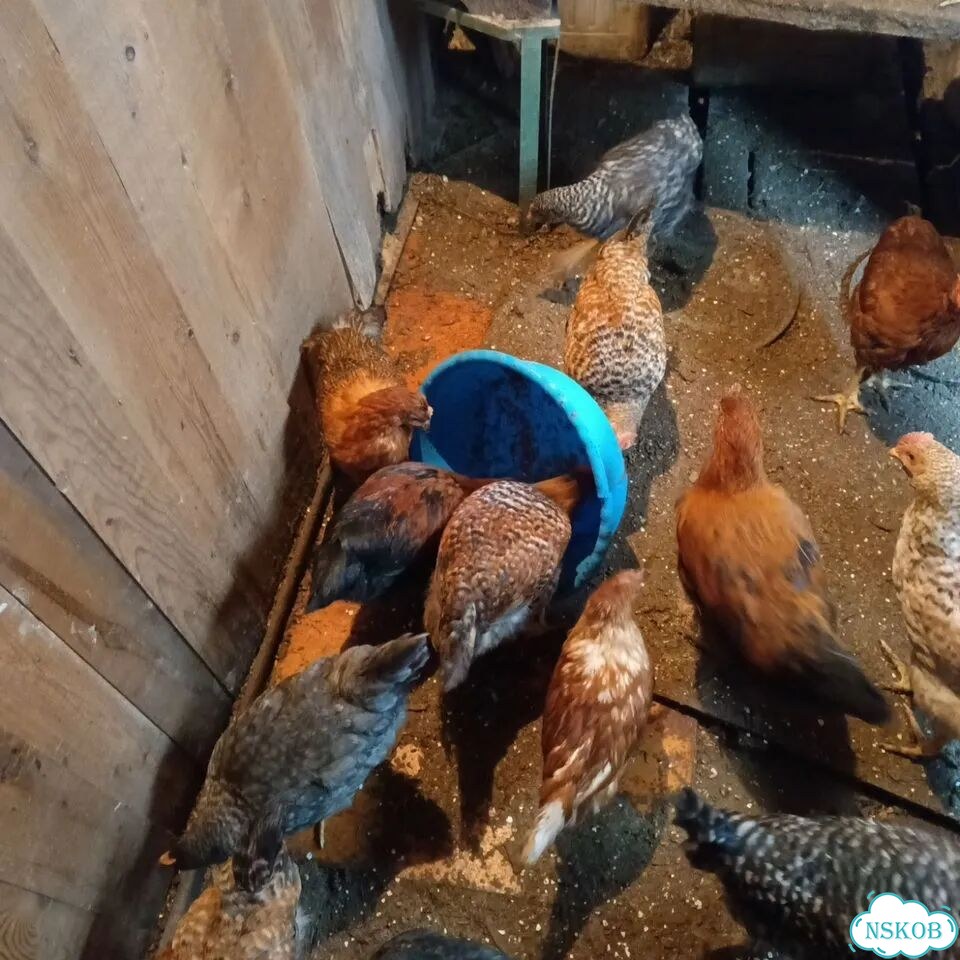 Продажа куриц несушек Бердск фото 1
