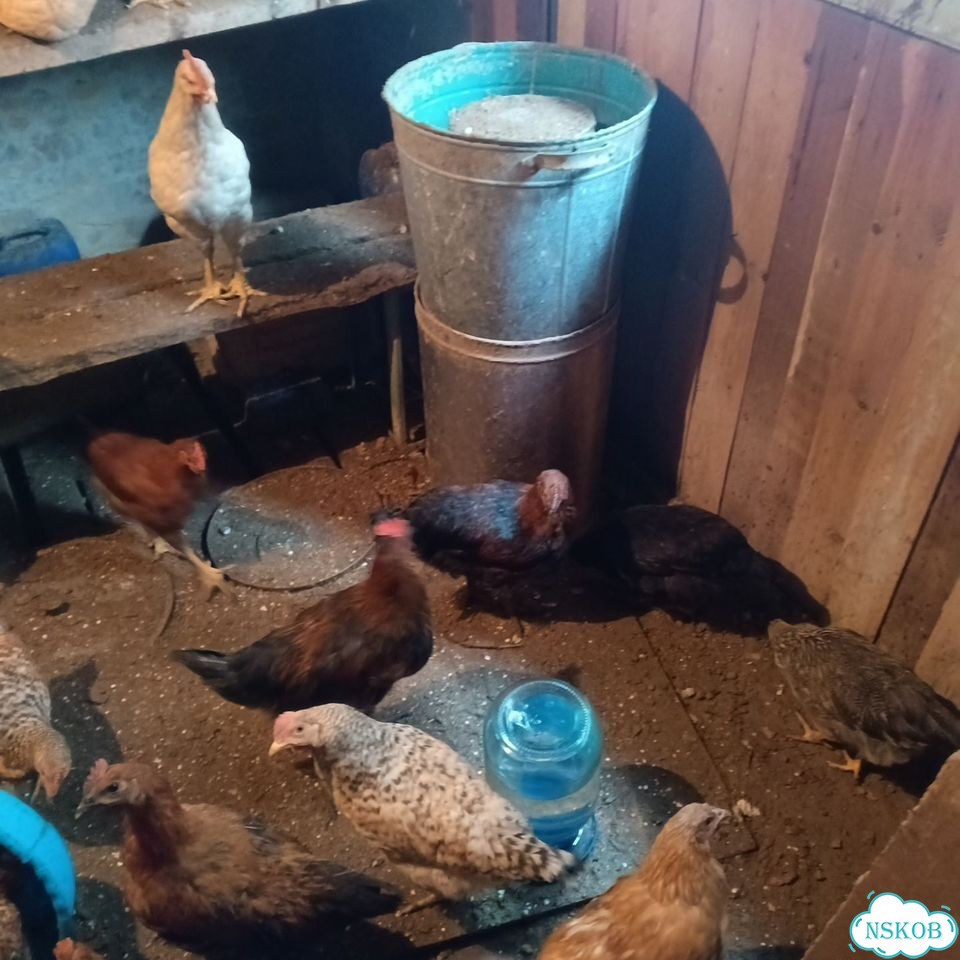 Продажа куриц несушек Бердск фото 2