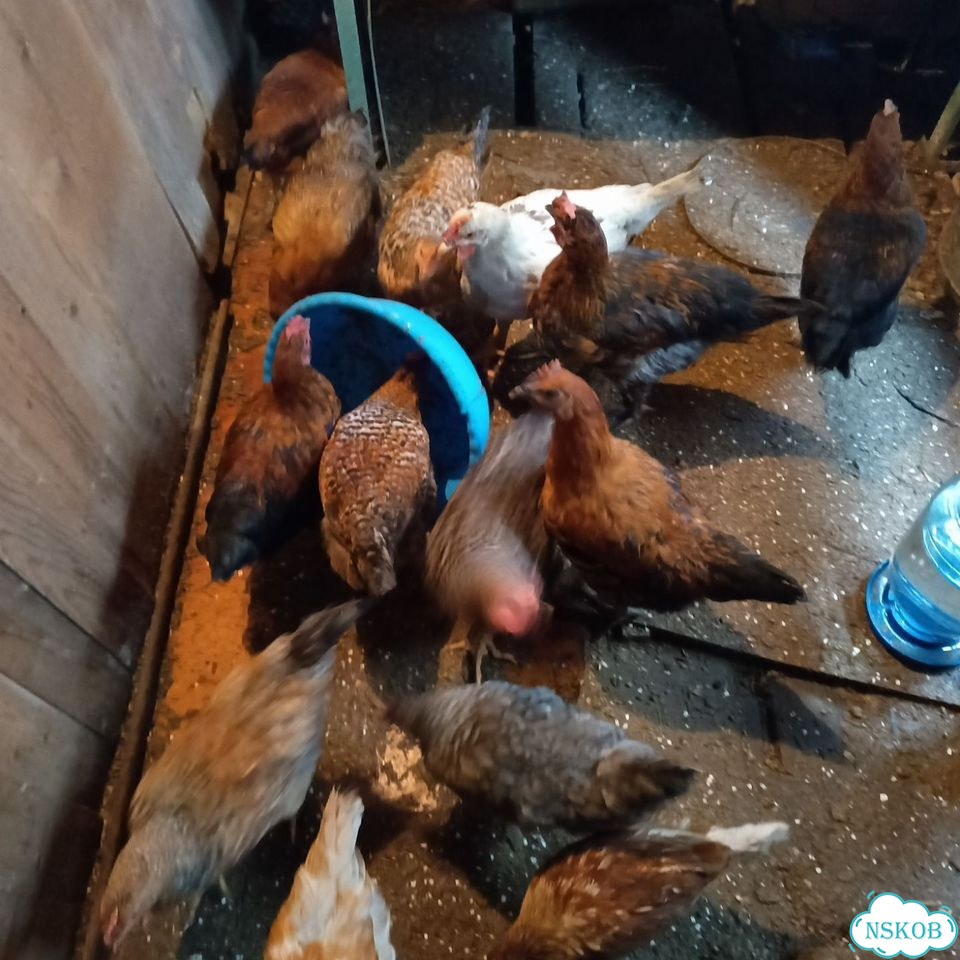 Продажа куриц несушек Бердск фото 3