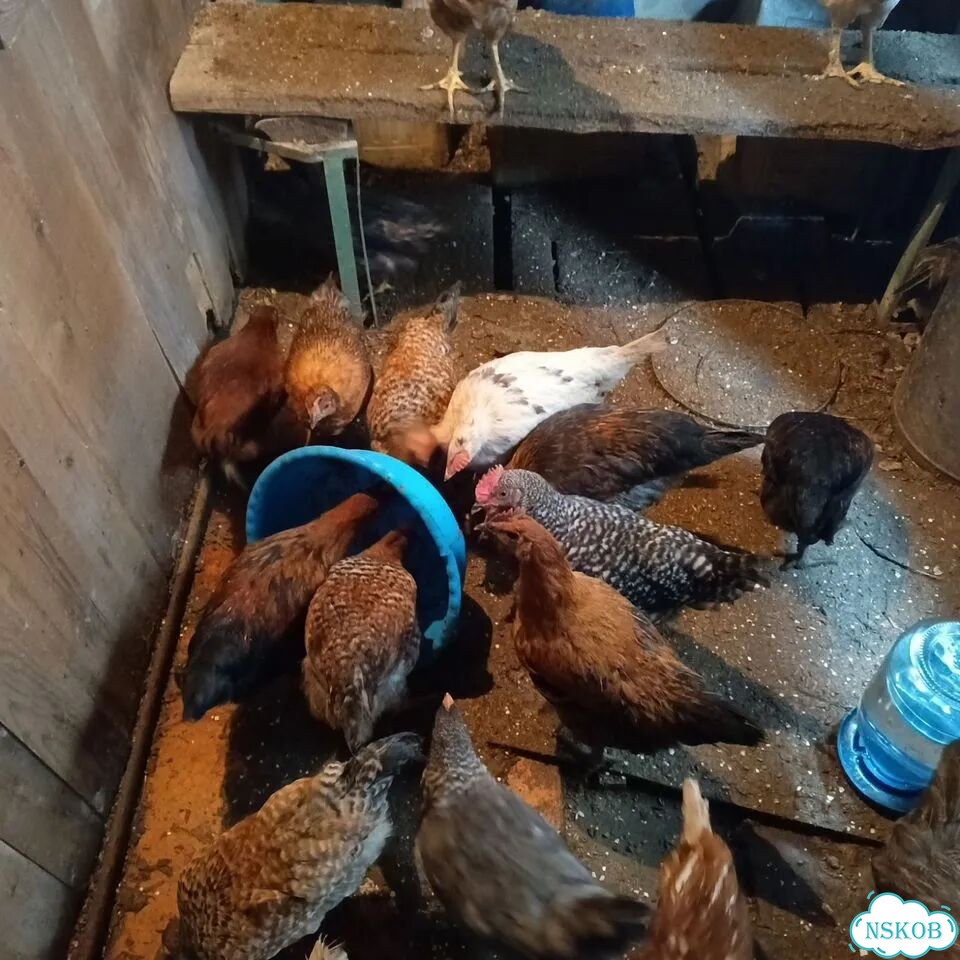 Продажа куриц несушек Бердск фото 4