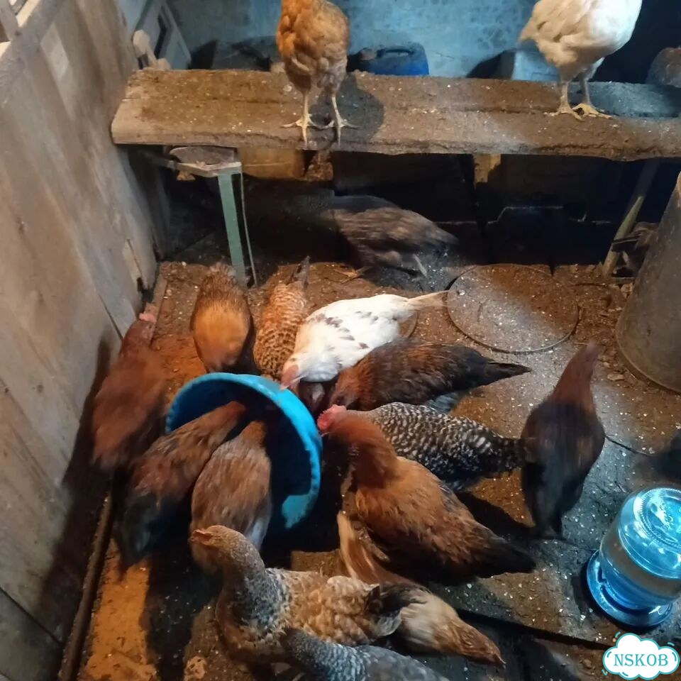 Продажа куриц несушек Бердск фото 5