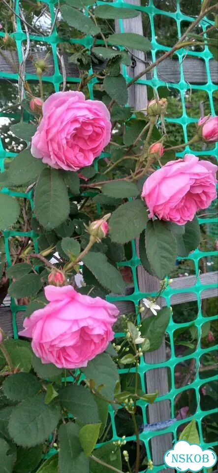 Продам розы фото 1