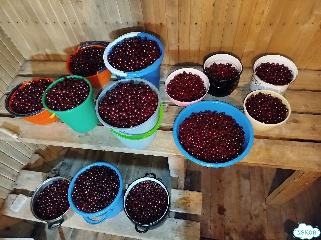 Вишня садовая, сдедующая доставка через неделю фото 4