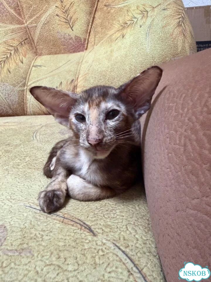 Ориентальный котёнок фото 1
