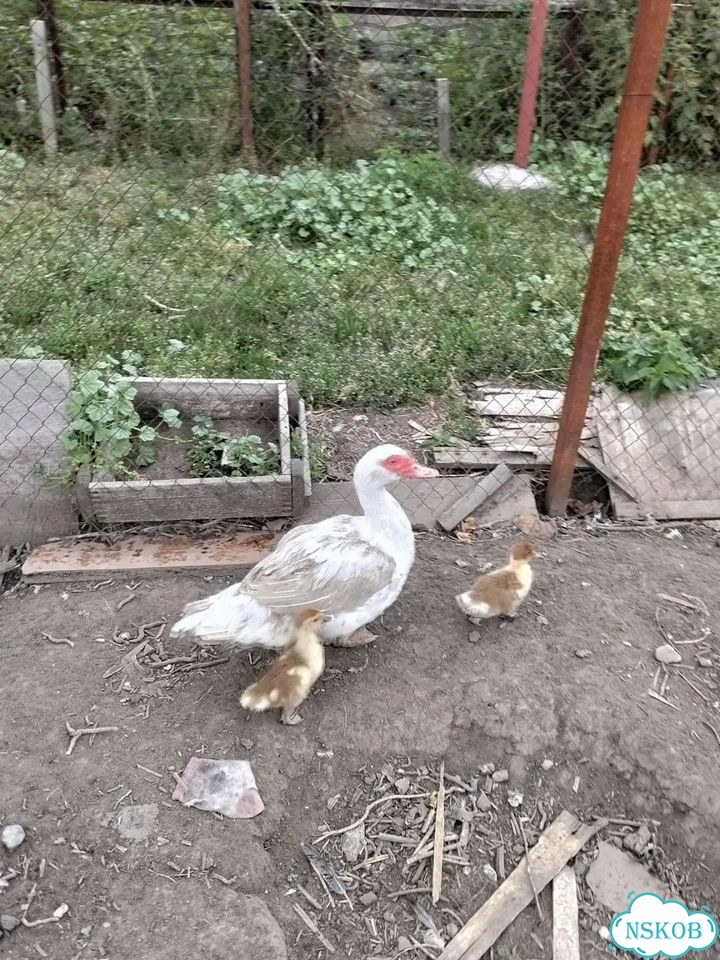 Индоутки фото 1