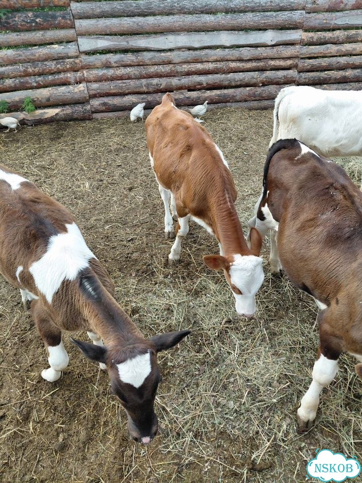 Продам телят фото 3