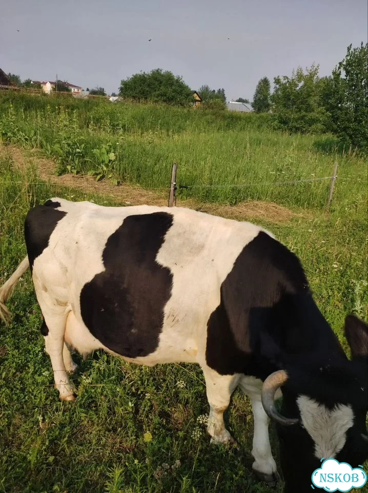 Корова фото 5