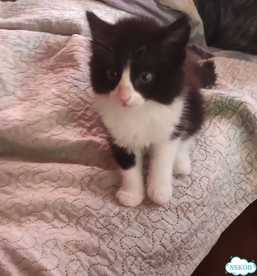 Котёнок в добрые руки фото 1