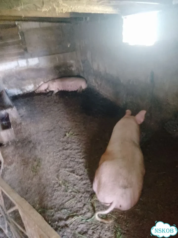 Свинки на племя фото 1