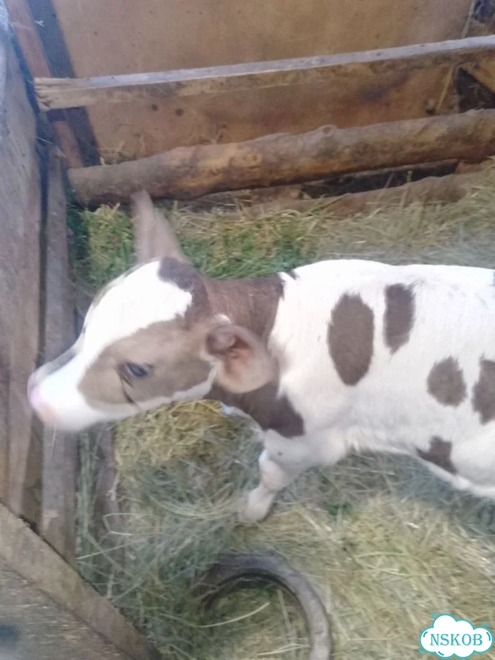 Продам бычка фото 2