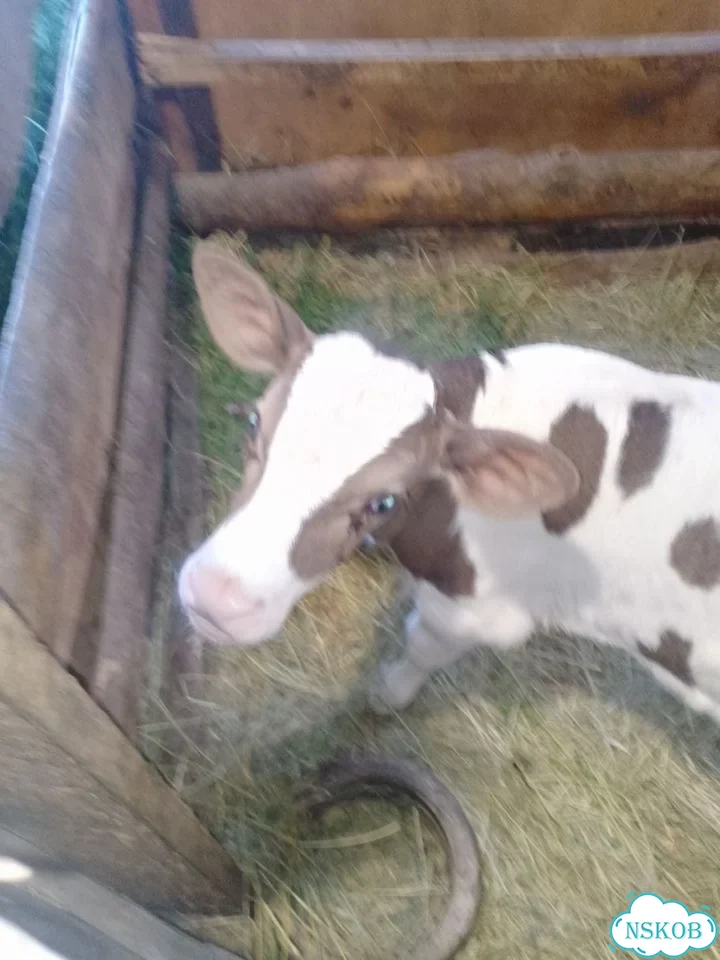 Продам бычка фото 3