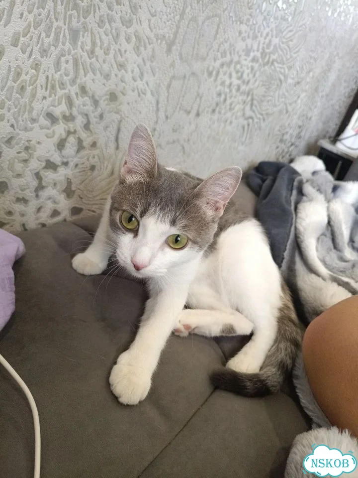 Котёнок в добрые руки фото 1