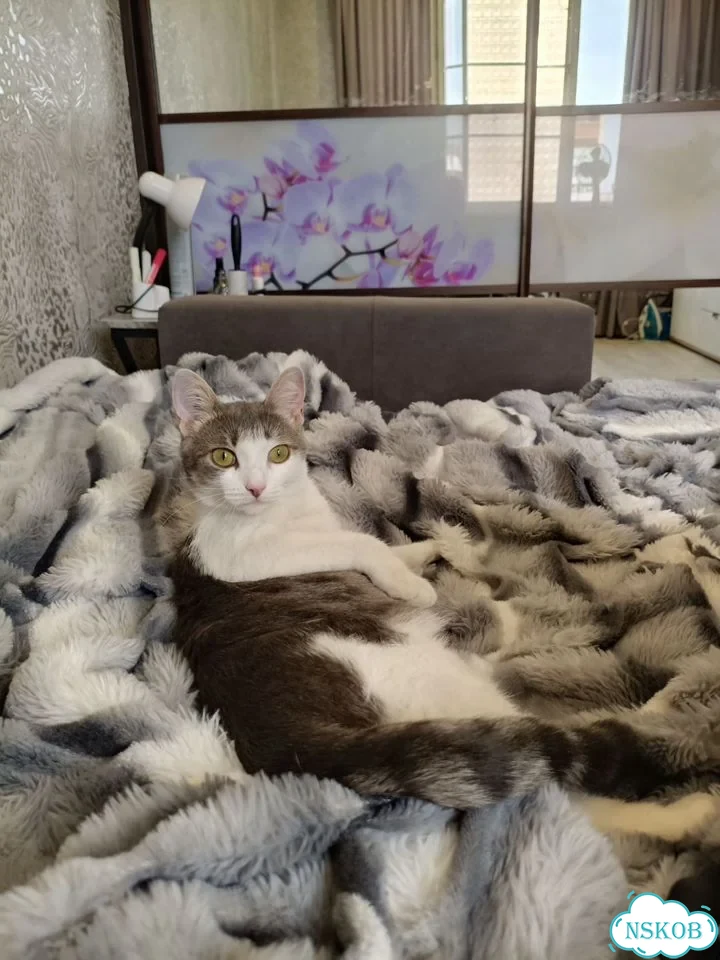 Котёнок в добрые руки фото 2