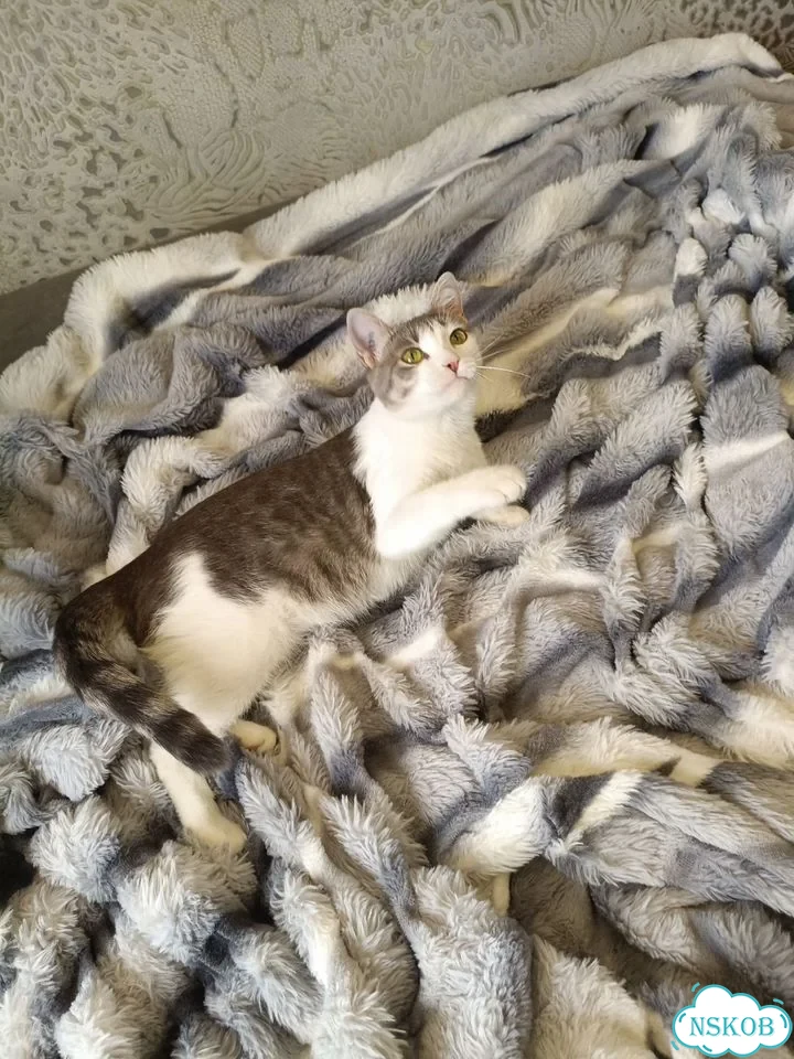 Котёнок в добрые руки фото 3