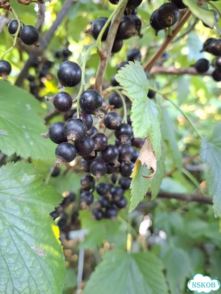 Черная смородина фото 1