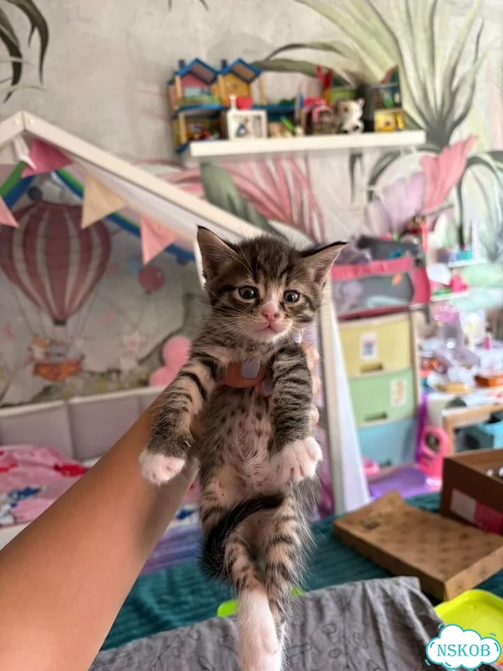 Котёнок от частного владельца фото 1
