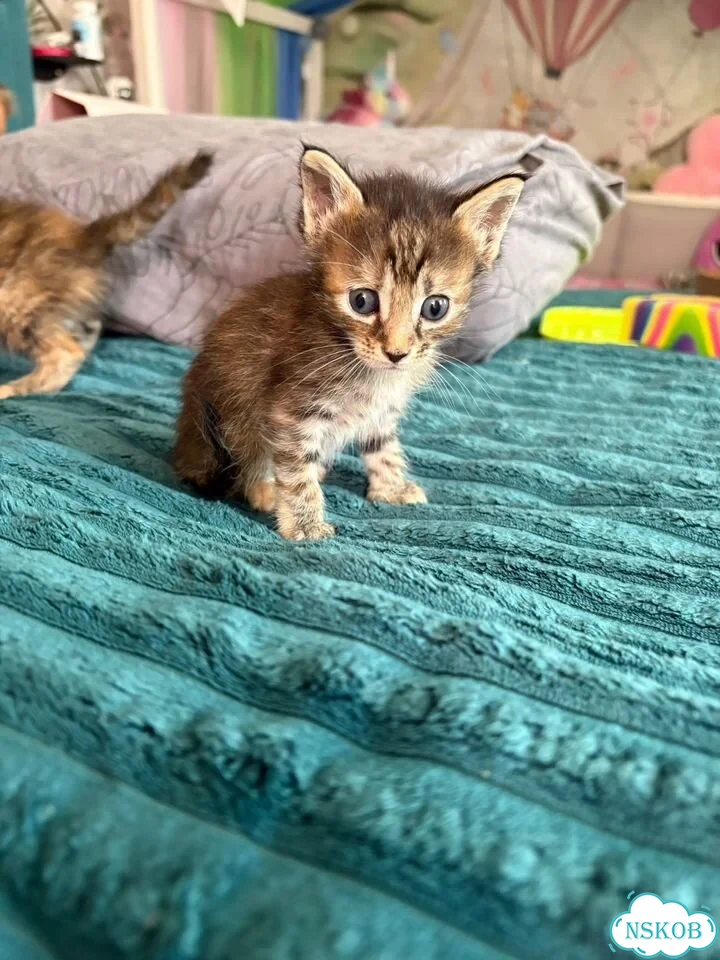 Котёнок от частного владельца фото 3