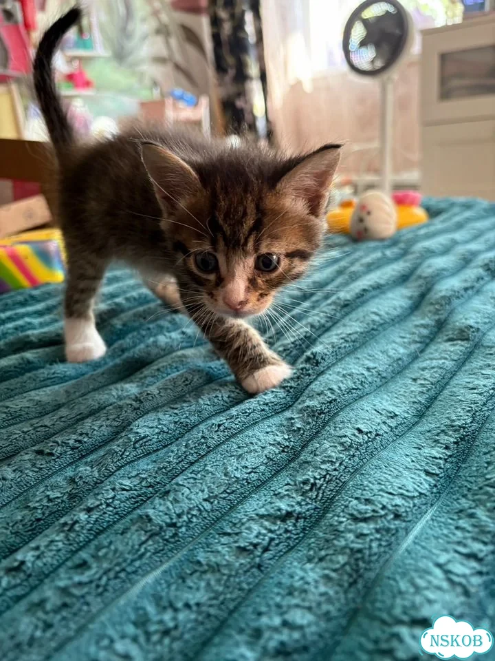 Котёнок от частного владельца фото 4