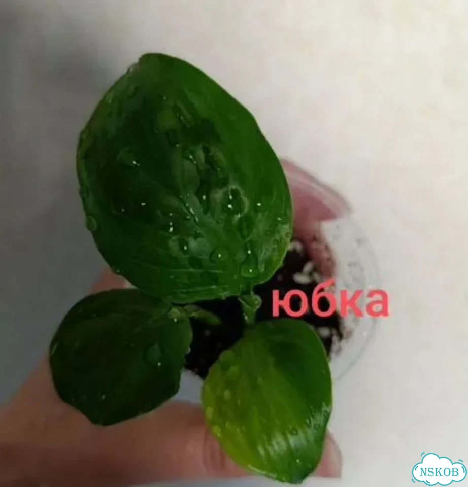 Спатифилум Блэк бьюти Черная Красавица фото 5