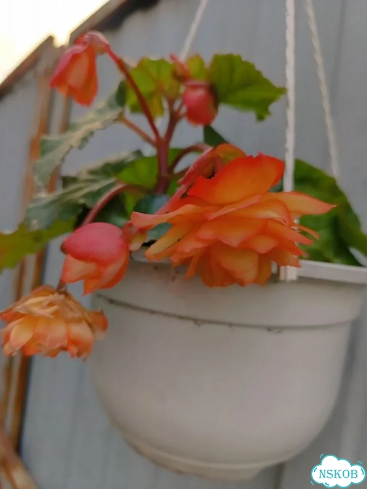 Бегония в кашпо фото 3