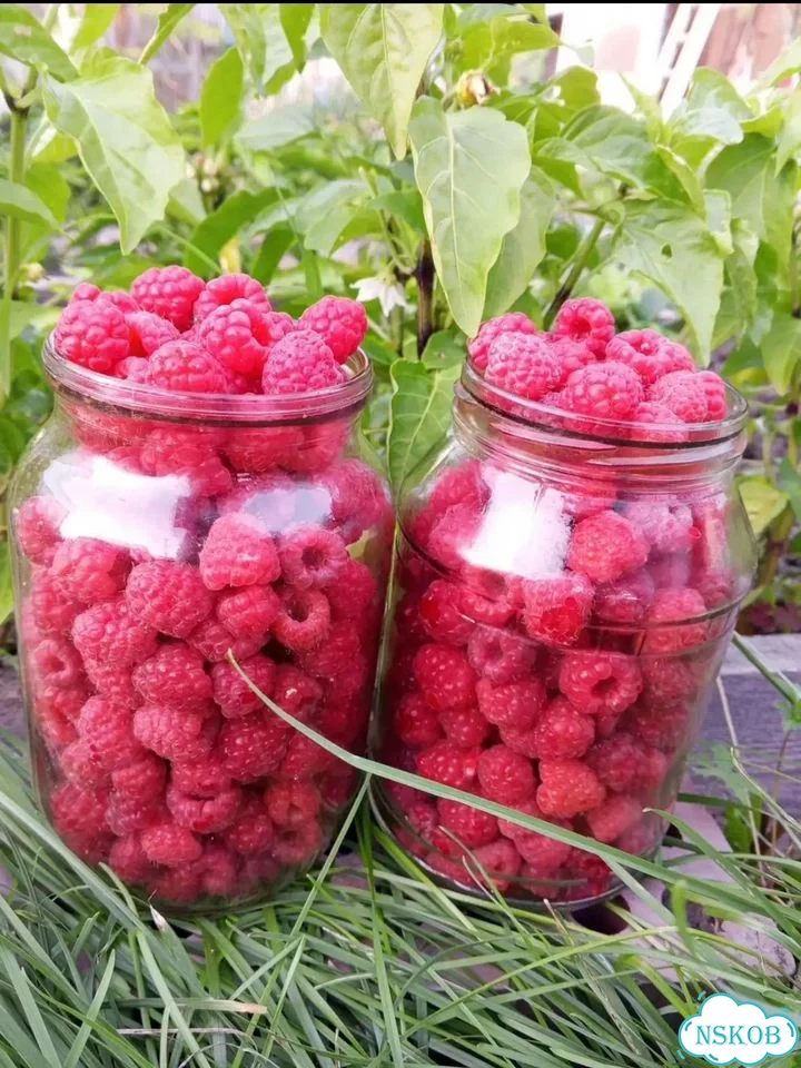 Малина ягода фото 1