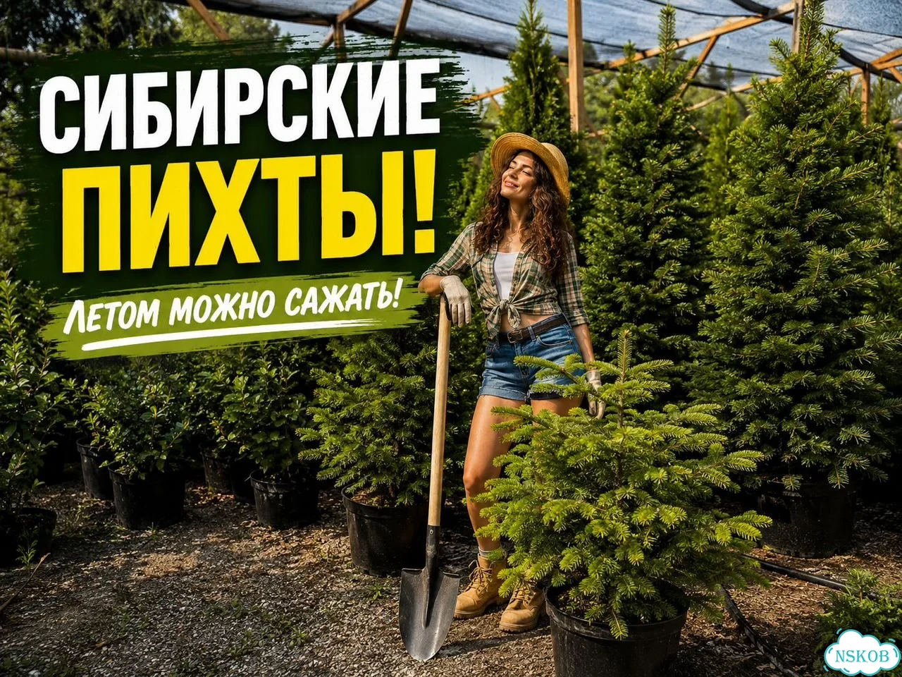 Пихты 120-140 см из питомника фото 1