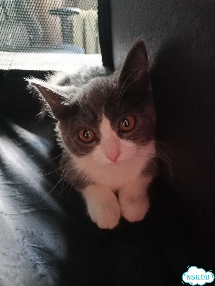 Котёнок в добрые руки фото 1