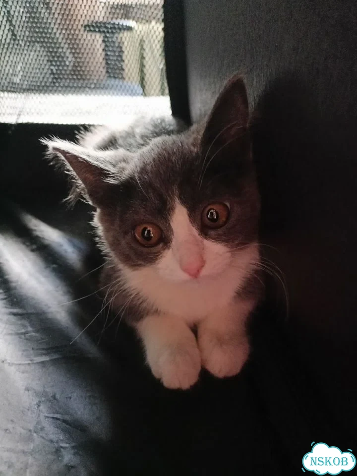 Котёнок в добрые руки фото 2
