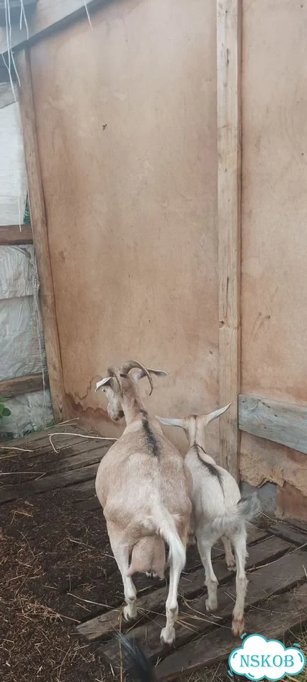 Продам коз фото 3