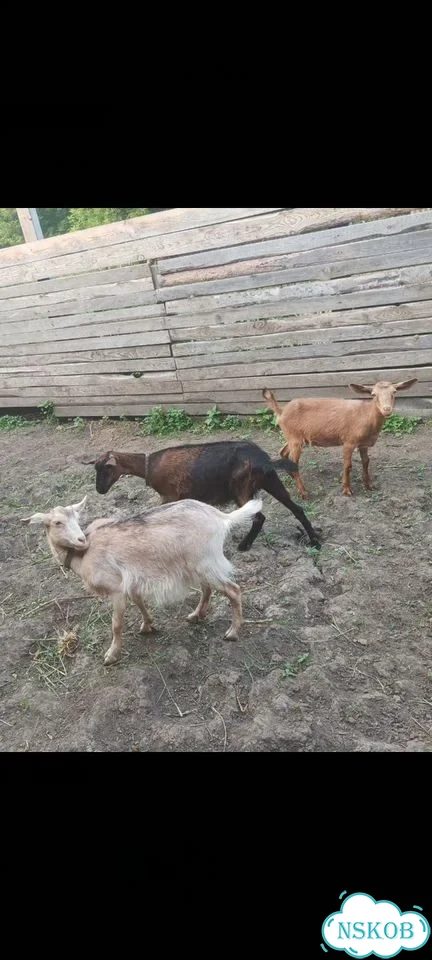 Продам коз фото 4