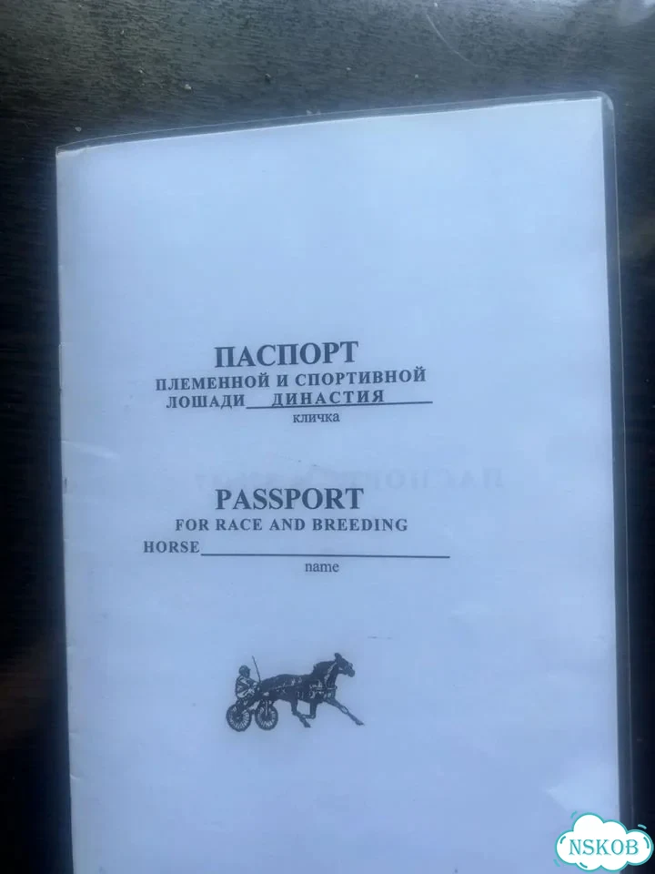 Кобыла с жеребенком фото 4