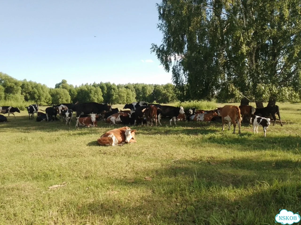 Продам крс вопросы по тел фото 2