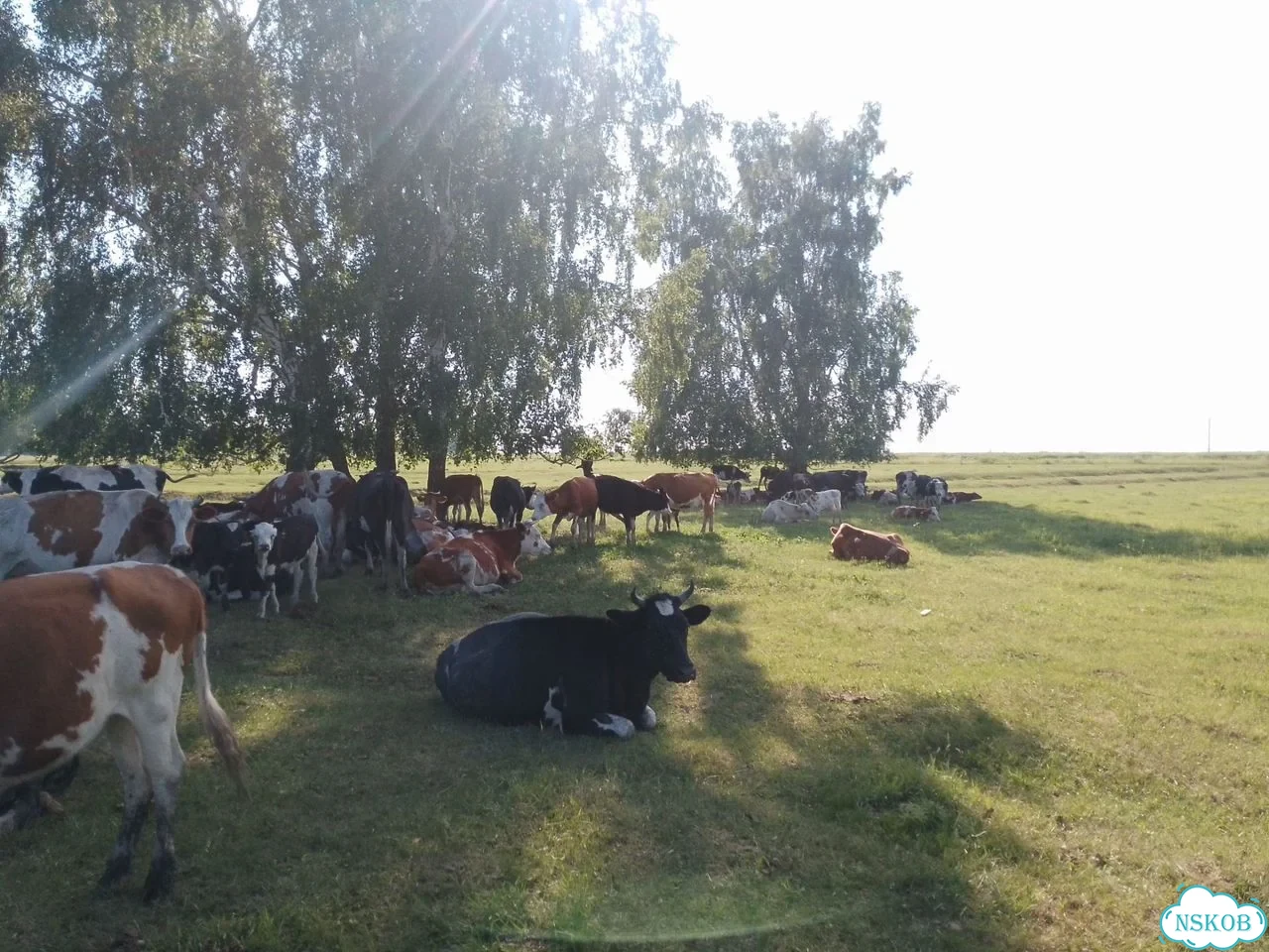 Продам крс вопросы по тел фото 3