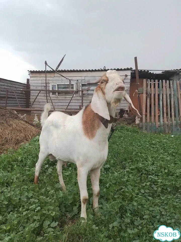 Продам козла Англо-нубиец фото 2
