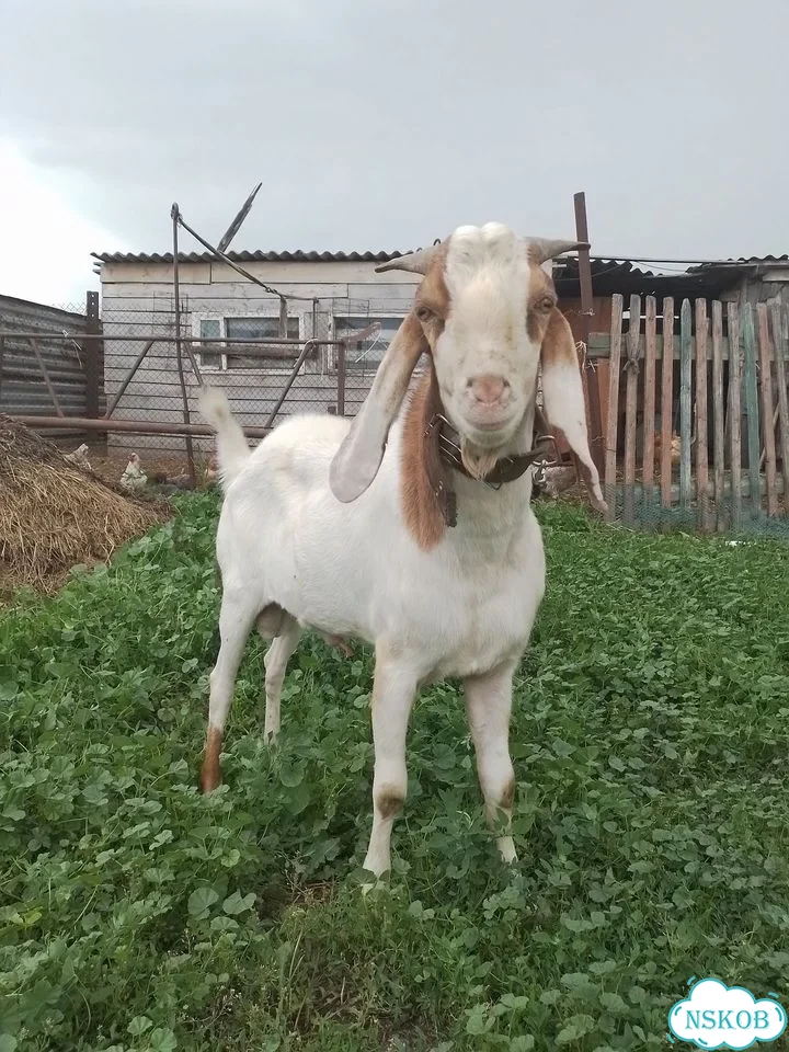 Продам козла Англо-нубиец фото 3