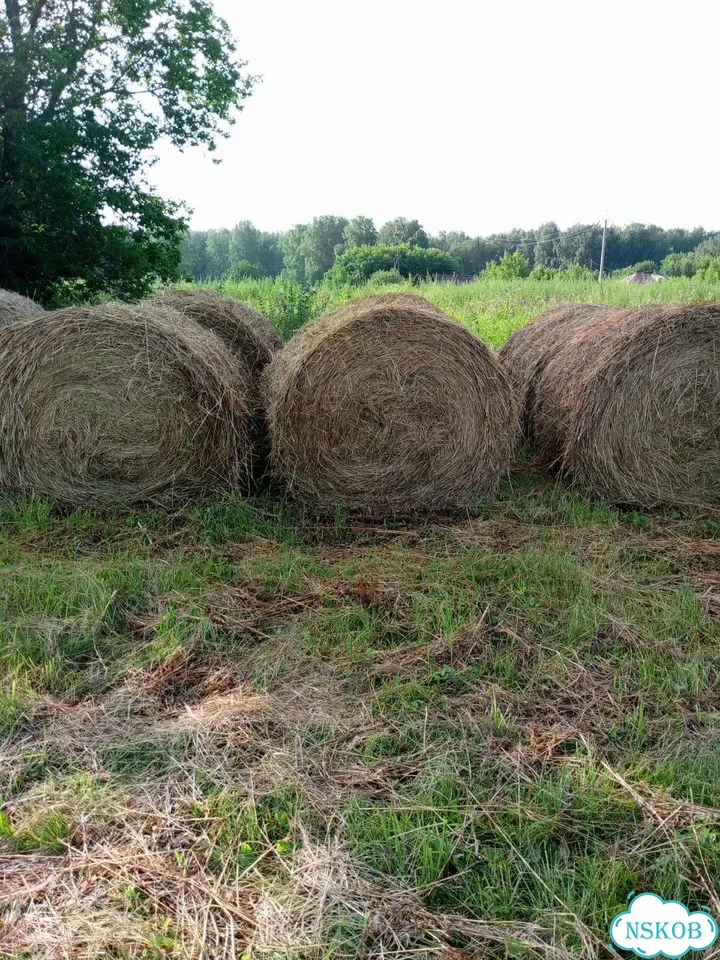 Продам сено в рулонах фото 1