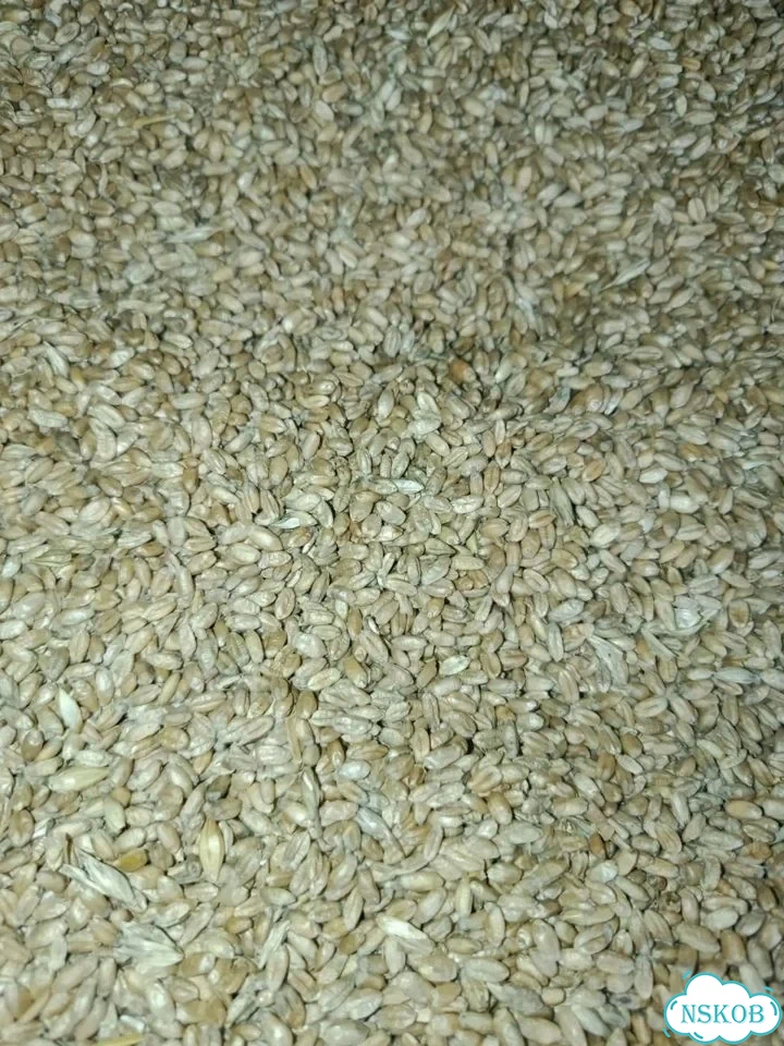 Пшеница фото 3