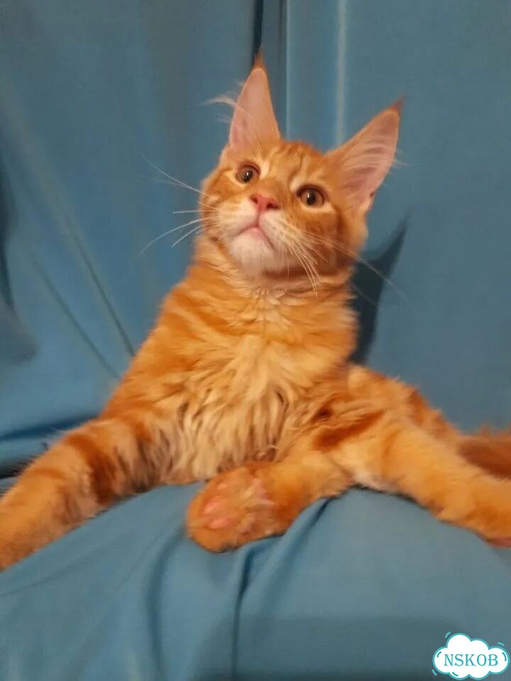 Мейн-кун котёнок фото 1