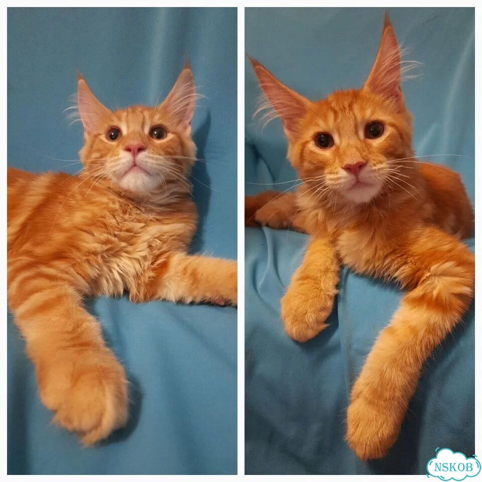 Мейн-кун котёнок фото 10